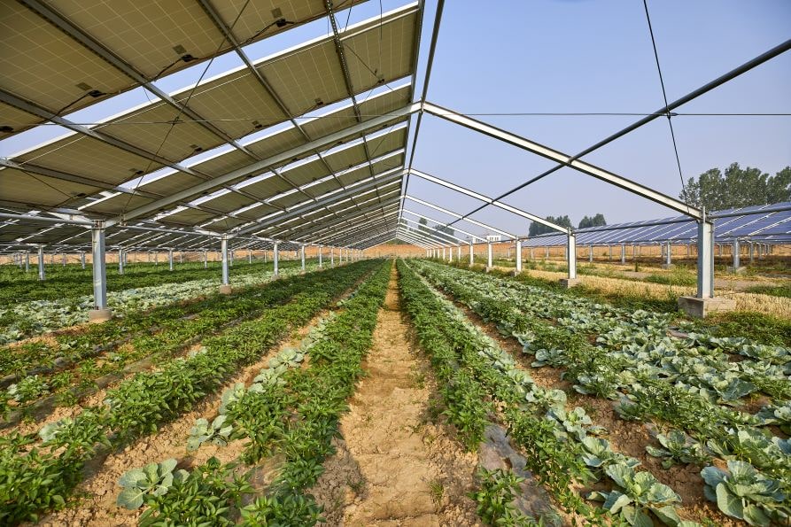 営農型太陽光発電（ソーラーシェアリング）とは
